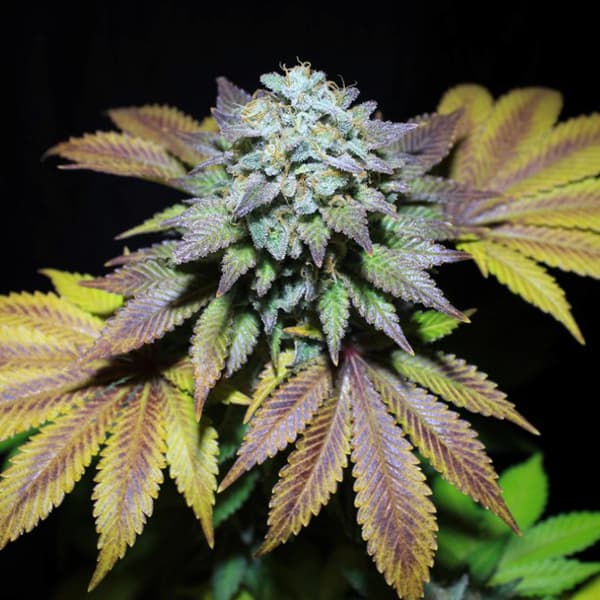 Gorilla Cookies semilla > Pure Instinto | Semillas feminizadas  |  Índica
